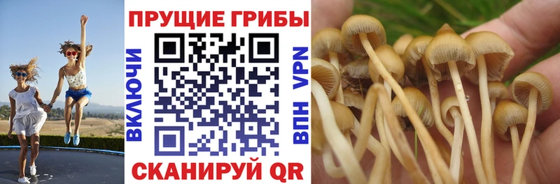 Галлюциногенные грибы Psilocybe  Купить закладки  Минусинск 